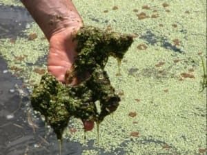 Overabundant plant and algal growth (eutrophication) due to nutrients from sewage. Ian Wright